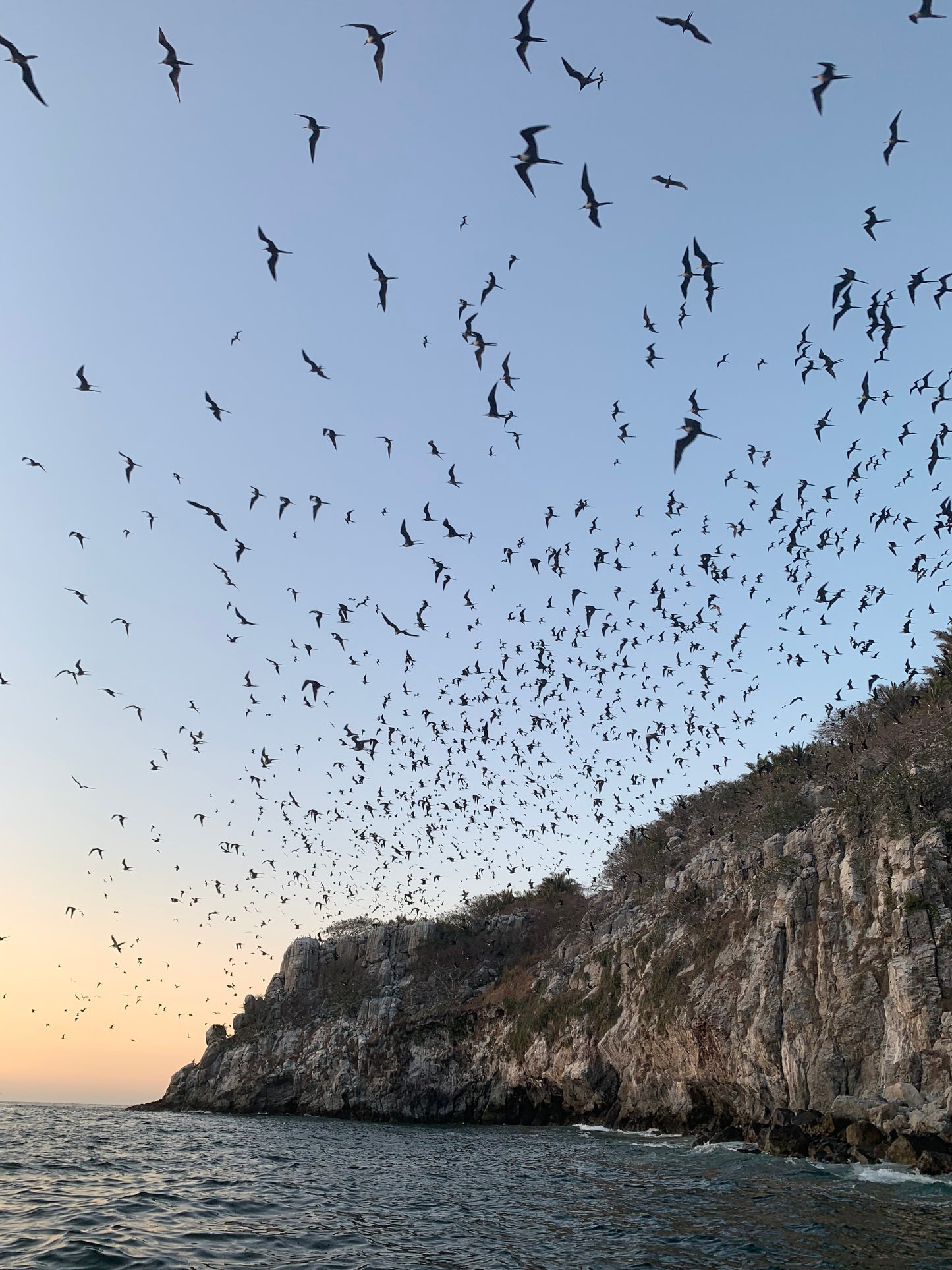 Olivia Burgess - Cabo Birds (2019)