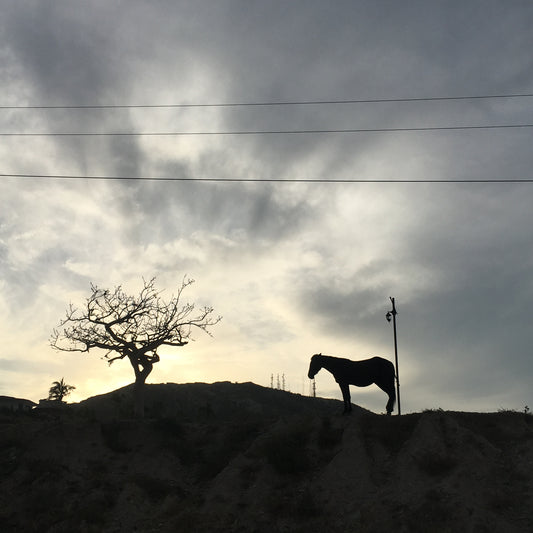 Olivia Burgess - Cabo Horse (2018)