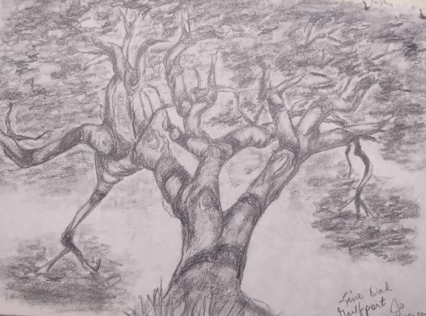 Scarlet Sims - Live Oak on Travels, 2013